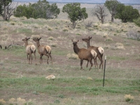 Elk